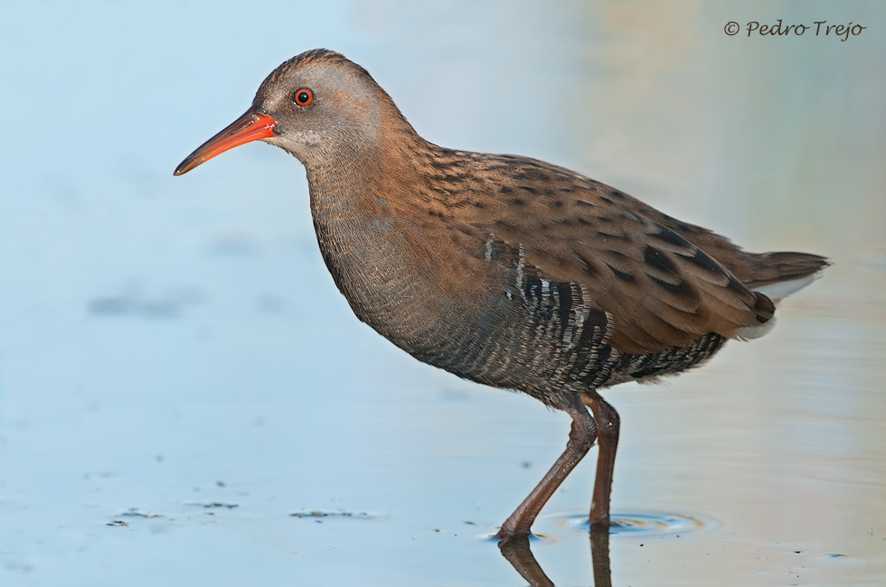 Rascon (Rallus aquaticus)